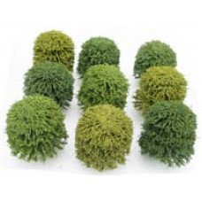 Deciduous Green - 70mm - Single Tree